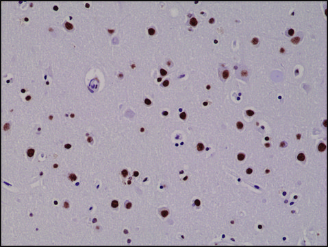 Anti-5-Hydroxymethylcytosine antibody, Rabbit monoclonal