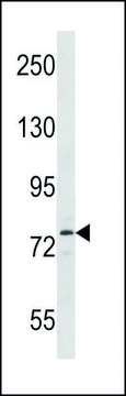 ANTI-MOUSE SIK1 (C-TERM) antibody produced