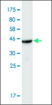 Monoclonal Anti-SLC44A1 antibody produced in