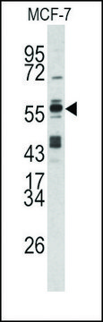 Anti-BCCIP (C-term) antibody produced in