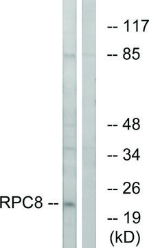 Anti-RPC8 antibody produced in rabbit