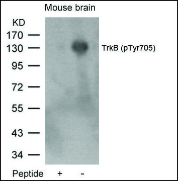 Anti-phospho-NTRK2 (pTyr???) antibody produced in