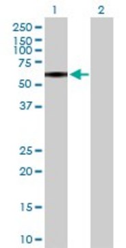 Anti-P2RX4 antibody produced in rabbit