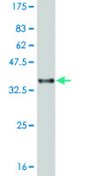 ANTI-LHX1 antibody produced in mouse
