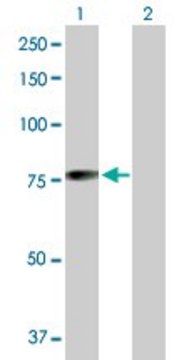 Anti-MGRN1 antibody produced in rabbit