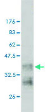 Monoclonal Anti-NRAS antibody produced in
