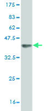 Monoclonal Anti-DMWD antibody produced in