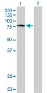 Anti-SCYL3 antibody produced in rabbit