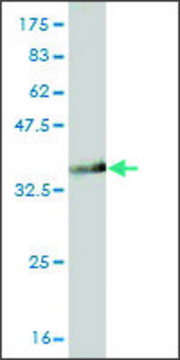 Monoclonal Anti-GTF3A antibody produced in