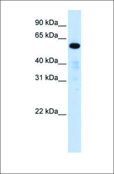 Anti-FAM98A antibody produced in rabbit