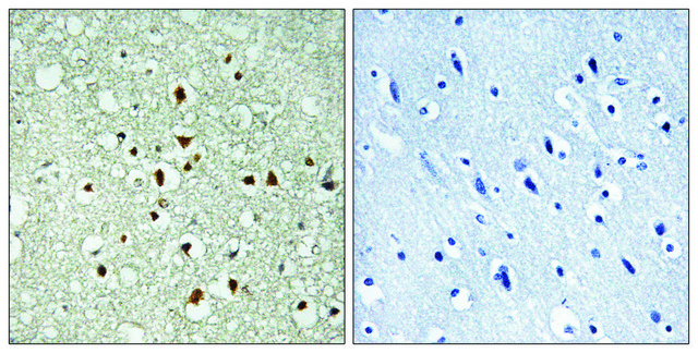 Anti-MAX antibody produced in rabbit
