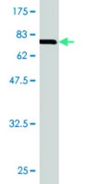Monoclonal Anti-LIPG, (C-terminal) antibody produced