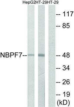 Anti-NBPF7 antibody produced in rabbit