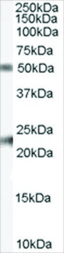 Anti-Fibulin 5/FBLN5 antibody produced in