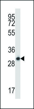 ANTI-STX17 (N-TERM) antibody produced in