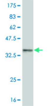 ANTI-HEYL antibody produced in mouse