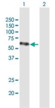 Anti-VEGFC antibody produced in mouse