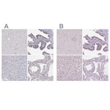Anti-NHP2 antibody produced in rabbit