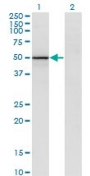 Monoclonal Anti-VIL1 antibody produced in