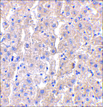 Anti-DRAM (ab2) antibody produced in