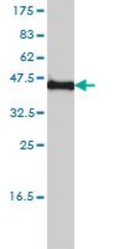 Monoclonal Anti-KCNF1 antibody produced in