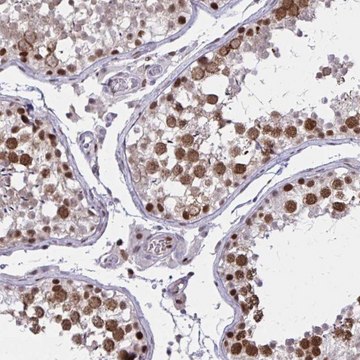 Anti-C14orf39 antibody produced in rabbit