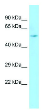 Anti-ARHGAP8 antibody produced in rabbit