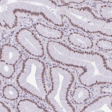 Anti-RBM7 antibody produced in rabbit