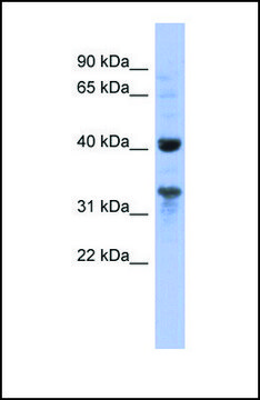 Anti-MRPL37, (N-terminal) antibody produced in