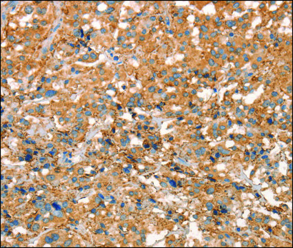 Anti-ARFGEF2 antibody produced in rabbit