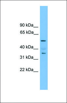 Anti-NOBOX antibody produced in rabbit