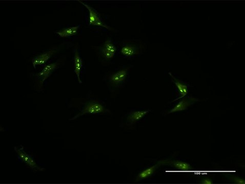 Anti-HSPC111 antibody produced in rabbit