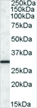 Anti-ERP29 antibody produced in goat