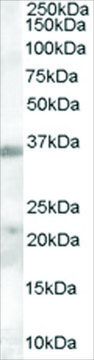 Anti-TIM3/HAVCR2 antibody produced in goat