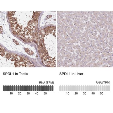 Anti-SPDL1 antibody produced in rabbit