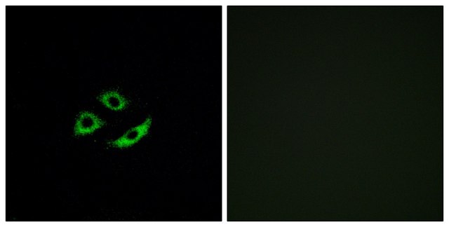 Anti-OR4C12 antibody produced in rabbit