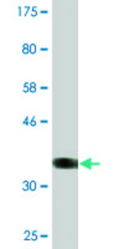 Monoclonal Anti-MTMR3 antibody produced in