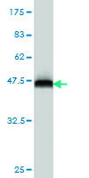 ANTI-FOSL2 antibody produced in mouse