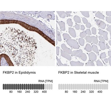 Anti-FKBP2 antibody produced in rabbit