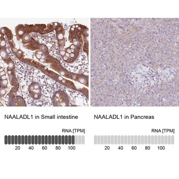 Anti-NAALADL1 antibody produced in rabbit