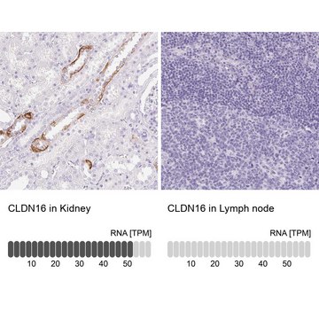 Anti-CLDN16 antibody produced in rabbit