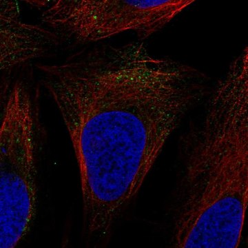 Anti-SLC9A7 antibody produced in rabbit