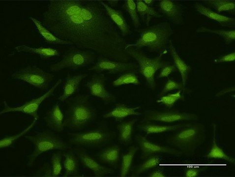 Anti-UBA7 antibody produced in rabbit
