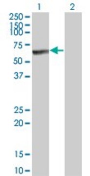 ANTI-MKNK1 antibody produced in mouse