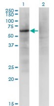 Monoclonal Anti-ZNF34 antibody produced in