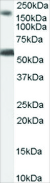 Anti-BAIAP2 (Isoform 3) antibody produced