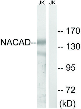 Anti-NACAD antibody produced in rabbit