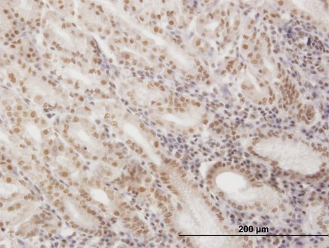 Monoclonal Anti-SNAPC4 antibody produced in