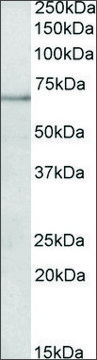 Anti-PAPD5 antibody produced in goat