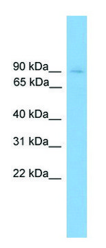 Anti-HNRNPU (C-terminal) antibody produced in